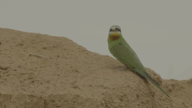 Blue-cheeked bee-eater or Merops persicus. 4K slow motion 120 fps