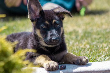Belgian Shepherd puppy in the grass