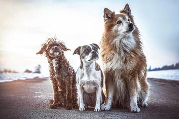 Portrait of three dogs in front of a snowy landscape in winter outdoors during sundown