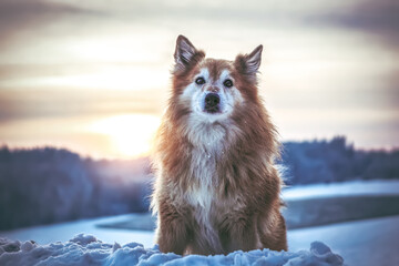 Portrait of an icelandic sheepdog in front of a snowy winter landscape during sundown outdoors