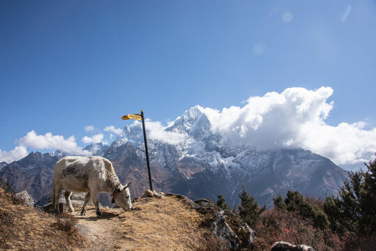 Yak in the Khumbu Valley, Khumjung, Nepal