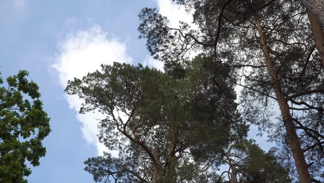 Pine treetops in a mixed tree forest on a cloudy blue sky with clouds floating. The summer season nature scene in a low-angle view.