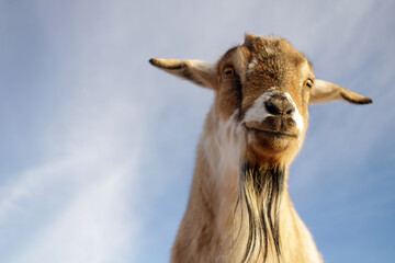 portrait of a miniature bearded goat no horns sunset