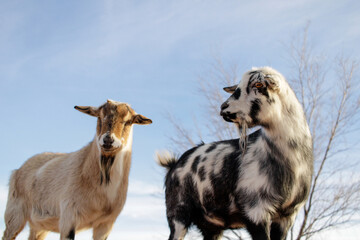 Fototapeta premium two goats at sunset