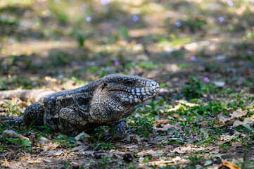 Black and White Tegu closeup portrait in Pantanal, Brazil