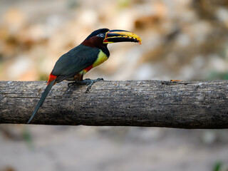 Chestnut-eared Aracari perched on log,  closeup portrait on green background in Pantanal, Brazil