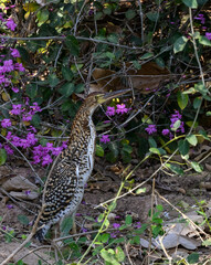 Juvenile Rufescent Tiger-Heron against shrub with purple flowers