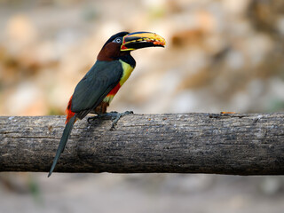 Chestnut-eared Aracari perched on log,  closeup portrait on green background in Pantanal, Brazil