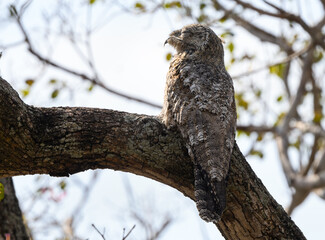 Great Potoo sleeping on tree branch during day