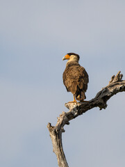 Crested Caracara standing on dead tree branch against sky