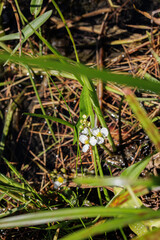 common arrowhead, Sagittaria latifolia, growing in shallow water