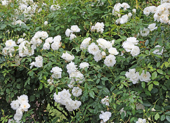 A bush with white roses 
