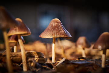 closeup of mushroom in the mycena genus in natural morning light