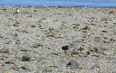 Oystercatcher resting - New Zealand