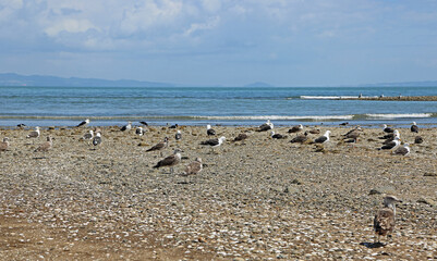 Dotterel and seagulls - New Zealand