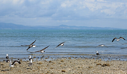 Taking off - New Zealand