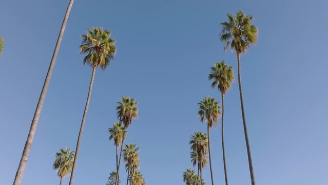 Camera looks up as it moves past rows a palm trees in Los Angeles California