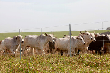 New barbed wire fence in farm with cattle in background. Brazil