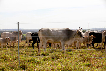 New barbed wire fence in farm with cattle in background. Brazil