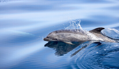 dolphin in the water, bottlenose dolphin