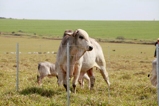 New Barbed Wire Fence In Farm With Cattle In Background. Brazil