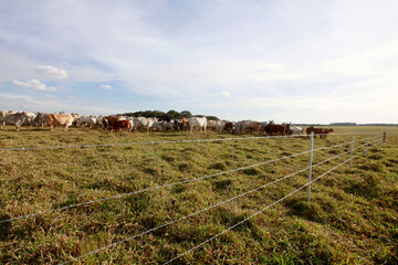 New barbed wire fence in farm with cattle in background. Brazil