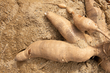 Cassava or Manihot esculenta on nature background.