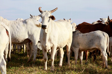 Cattle on pasture on farm