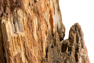 Close up petrified wood on transparent background.