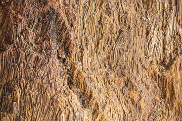 Close up petrified wood on nature backgroud.