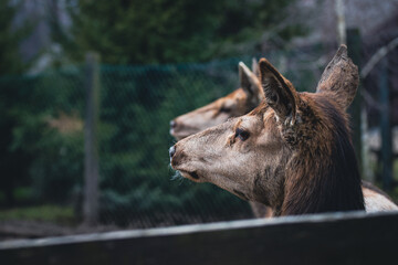 Portrait of a deer staring into the distance with a second deer in the background.