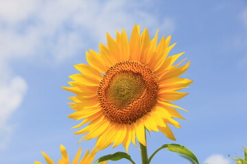 「ヒマワリ」の花