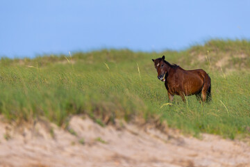 A horse eats grass in the sand dunes of the outer banks