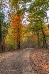 Fototapeta na wymiar Autumn Ride. A gravel road in Sam A. Baker State Park leads into a canopy of tall trees in prime foliage. 