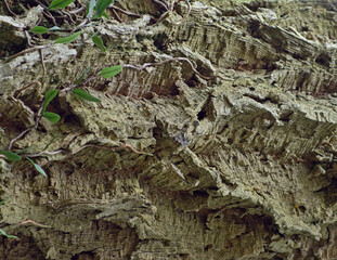 Vetail of the surface of the bark of a tree trunk