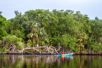 Bote en el lago junto a manglares. 