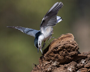 The white-breasted nuthatch is a noisy bird. It has a nasal voice and often utters little cries or vocalizations.  A common feeder bird with black, gray, and white markings.