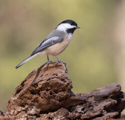 Black Capped Chickadee on a  Branch The black-capped chickadee is a small non migratory  North American songbirds that lives in deciduous and mixed forests. It is a passerine bird in the tit family.