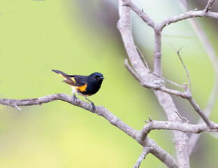 American Redstart perched on a branch