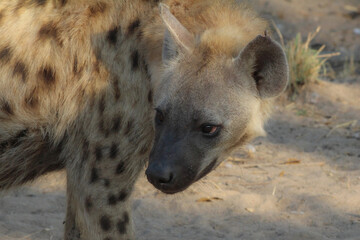 Hyenas or hyaenas are any feliform carnivoran mammals of the family Hyaenidae.	