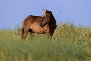 Shackleford Banks Horses in the sand dunes