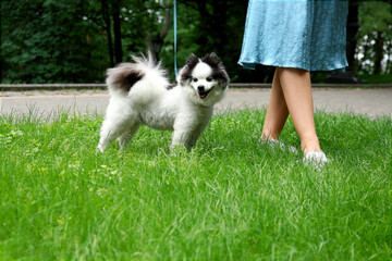 Naklejka na ściany i meble Woman with cute fluffy Pomeranian dog walking in park, closeup