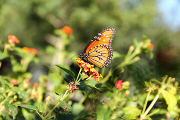 Fototapeta na wymiar Beautiful orange Monarch butterfly on plant outdoors