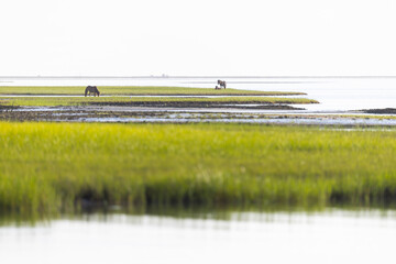 Shackleford Banks Horses in the Marsh