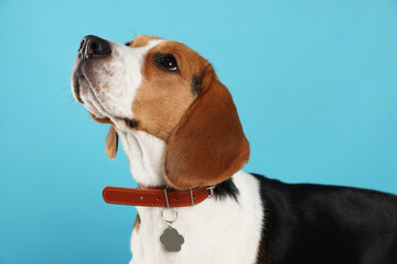 Adorable Beagle dog in stylish collar on light blue background