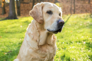 Cute Labrador Retriever dog on green grass in sunny autumn park