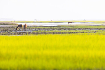 Shackleford Banks Horses in the Marsh