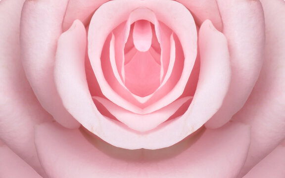 Erotic metaphor design. Rose bud with petals resembling vulva. Beautiful flower as background, closeup