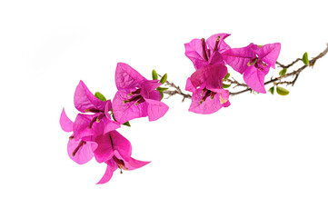 Bougainvillea flowers , Purple bougainvillea flowers Paper flowers isolated on white background