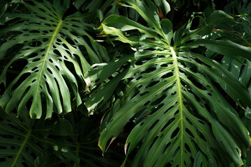 Naklejka na ściany i meble Jungle wall background. Green tropical palm leaves with monstera foliage forest. 